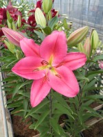 [1854 Tarrango No01.JPG]